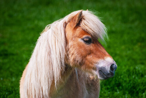shetland-pony